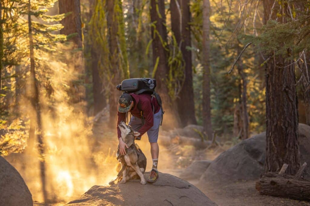 Hiker with Dog on Forest Trail