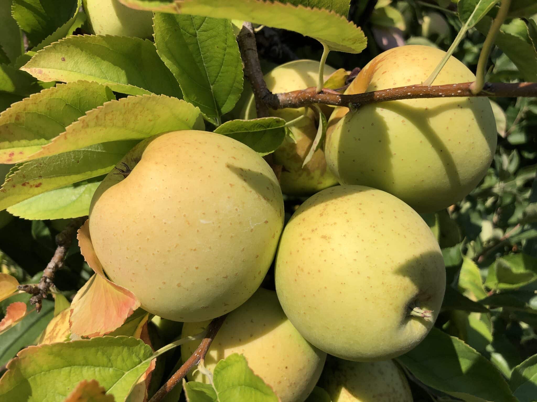 Ripe golden apples hanging among green leaves on an orchard tree