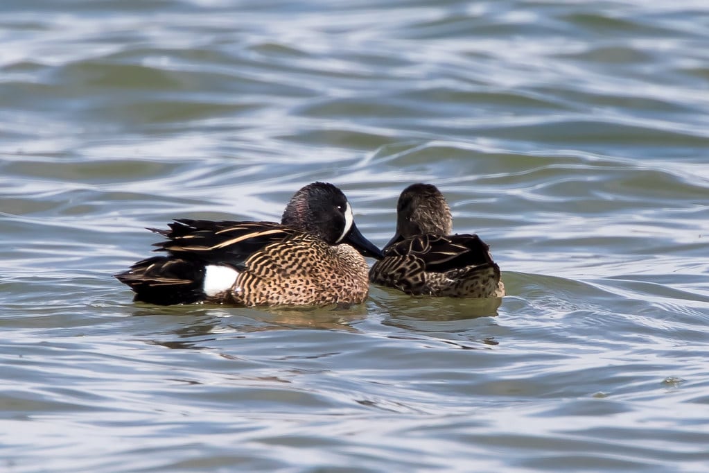 A pair of blue-winged teal ducks swimming on rippling open water
