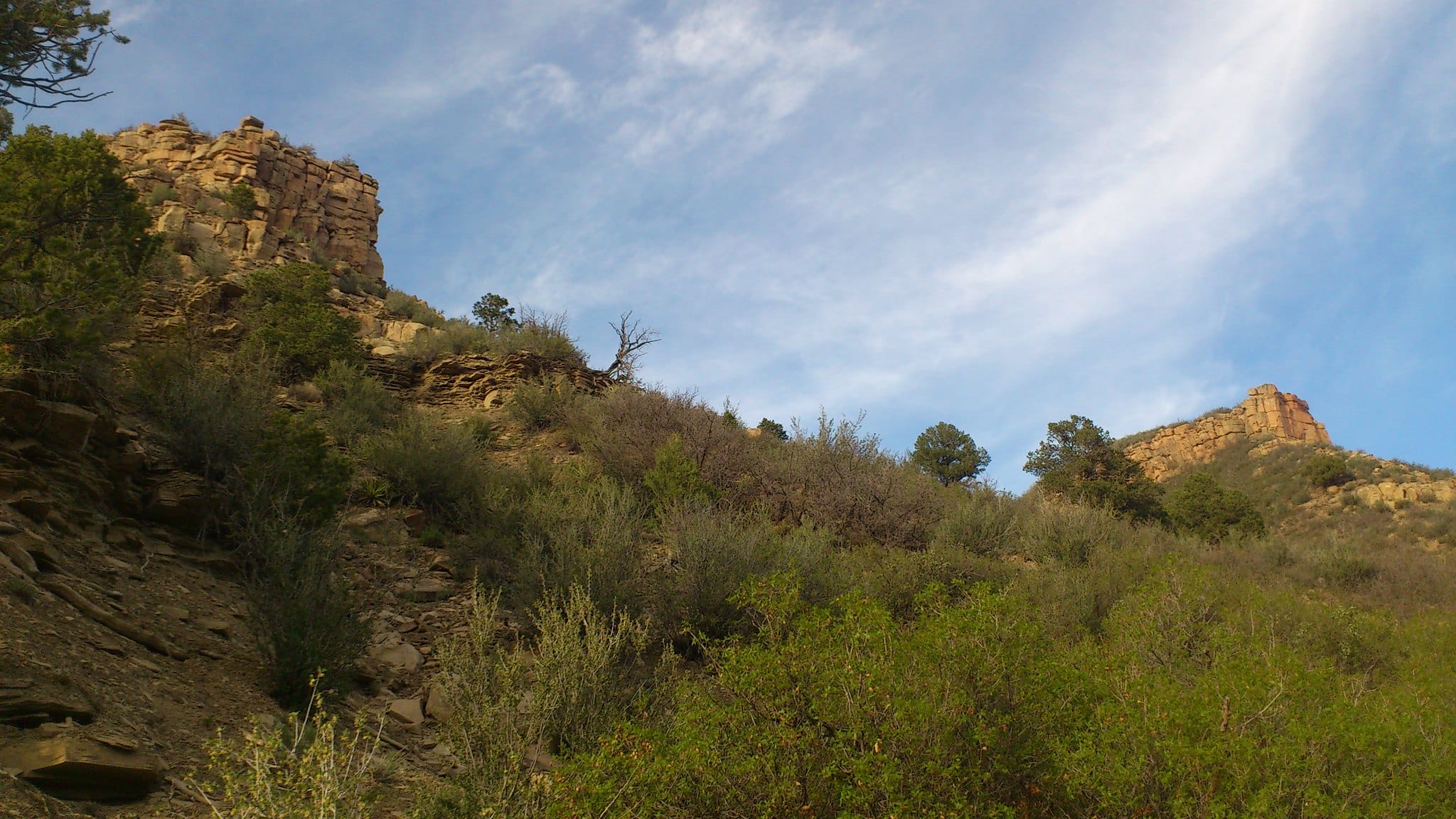 Scrub oak and juniper covering a sunny foothill below sandstone outcrops near Durango, Colorado